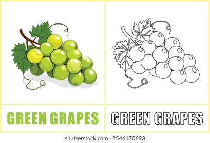 A green grape is shown on a white background