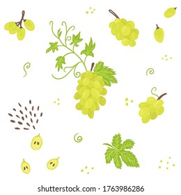 Green grape vector illustration collection. Bunch of grapes, seeds, leaves, grape berry, vine drawing pattern set