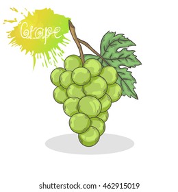  Green grape vector illustration isolated on a white background.Summer fruit  icon hand draw in doodle style with shadow