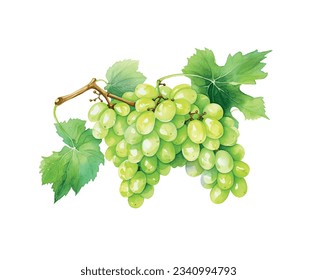 boceto de acuarela de uva verde. ramo de uvas de vino a mano