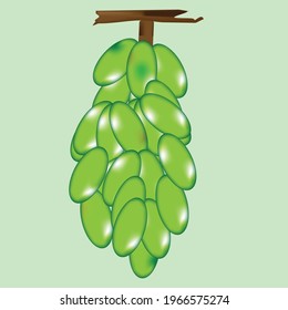 Green grapes in a bunch fruit item