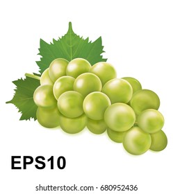 Green grapes bunch. Vector illustration