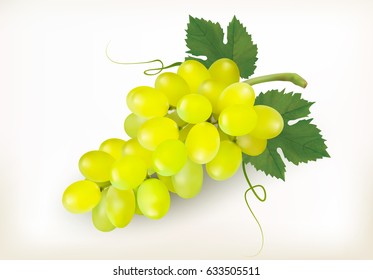 Green grapes fruit isolated on white background. Vector