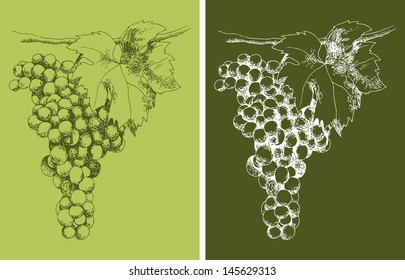 Green grapes hand drawn vector illustration