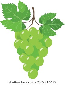 Green grapes illustration, fresh and juicy fruit.