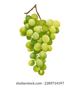 Green Grapes Isolated Hand Drawn Painting Illustration