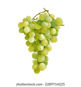 Green Grapes Isolated Hand Drawn Painting Illustration