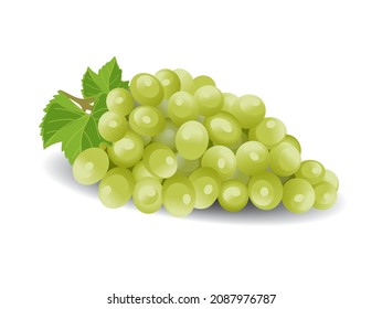 uvas verdes aisladas en blanco. Ilustración del vector