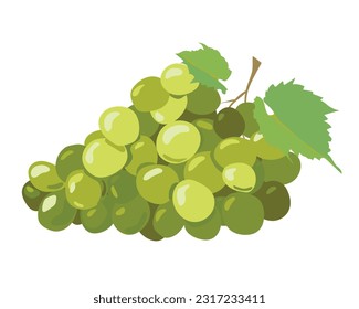 Green grapes isolated on white background. Vector illustration in a flat style. Ripe yellow berries for white wine. Emblem for winery, menu, juice