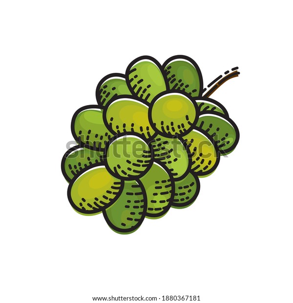 白い背景に緑のブドウ フルーツのベクターイラスト のベクター画像素材 ロイヤリティフリー