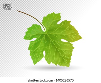 Green grapes leaves. Realistic vector, 3d