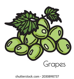 Green grapes with leaves. vector isolated on white background