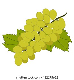 Green grapes on white background. Hand drawn berries. Vector illustration.
