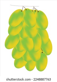 Green grapes, Green grapes vector, Fresh fruit, Set of fresh grapes on white background, Grape fruit, vector, illustrations, eps10.