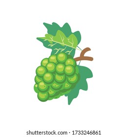 Green Grapes vector Illustration - Bunch of green grapes with stem and leaf isolated on white background