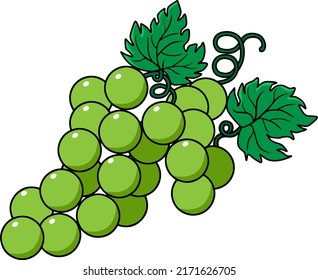 green grapes  vector illustration isolated on white background