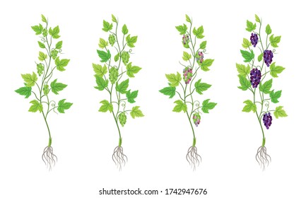 Green Grapevine Growing with Sprout and Young Plant with Roots for Planting Vector Set
