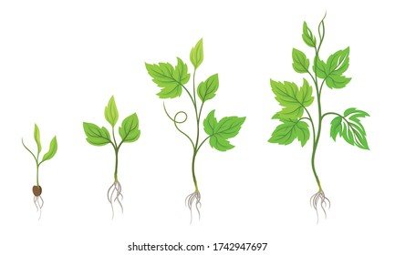 Green Grapevine Growing with Sprout and Young Plant with Roots for Planting Vector Set