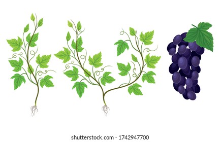 Green Grapevine Growing with Sprout and Young Plant with Roots for Planting Vector Set