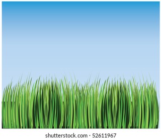 Green grass against the sky. Vector illustration.