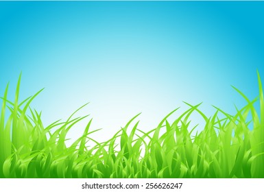 green grass background