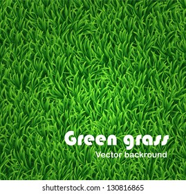 Green grass background. Vector texture