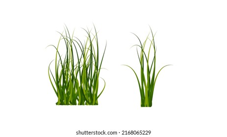 Green grass beautiful vector , isolated on white background ,Vector illustration EPS 10