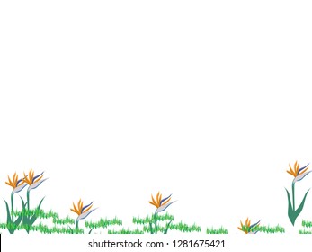 green grass and bird of paradise flower vector for banner, presentation and wallpaper purposes on white background 110