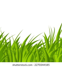 Green grass blades. Green grass isolated background. Realistic green grass. Fresh summer plants. Vector illustration