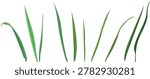 Green grass blades set. Isolated vector elements