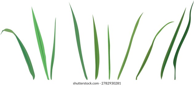 Green grass blades set. Isolated vector elements