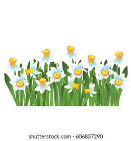Green grass with blue narcissus flowers isolated on white. Vector