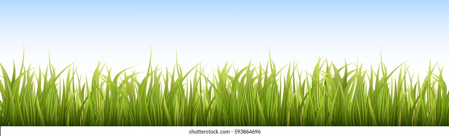 Green Grass And Blue Sky Background. Spring Or Summer. Wide, Long Format Good For Web. Vector Illustration.