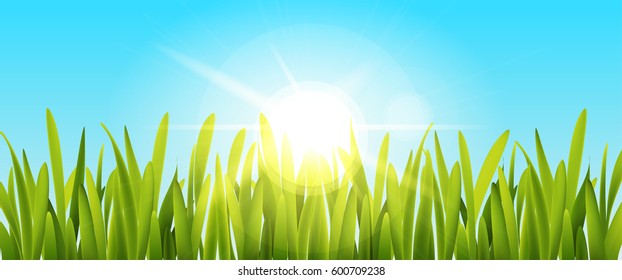 Green grass and blue sky with sun. Vector illustration