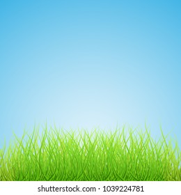 Green grass and blue sky. Vector background. Isolated grass border.