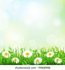 Green Grass Border And Daisy, Vector Illustration