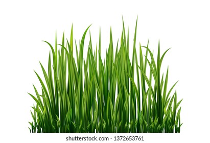 Green Grass Border Isolated on White Background. Spring or Summer Plant Field Lawn. Vector Illustration