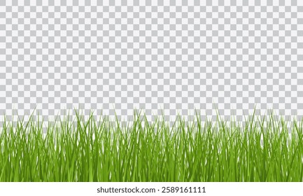 Green Grass border isolated on transparent background, vector illustration. Realistic green seamless grass. Grass png, lawn png.