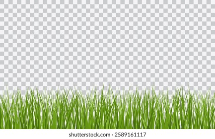 Green Grass border isolated on transparent background, vector illustration. Realistic green seamless grass. Grass png, lawn png.