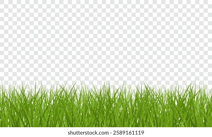 Green Grass border isolated on transparent background, vector illustration. Realistic green seamless grass. Grass png, lawn png.