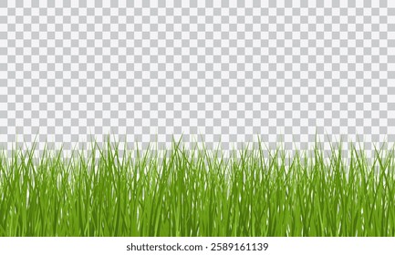 Green Grass border isolated on transparent background, vector illustration. Realistic green seamless grass. Grass png, lawn png.
