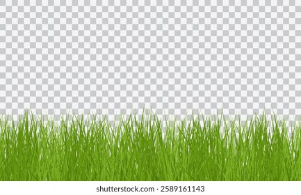 Green Grass border isolated on transparent background, vector illustration. Realistic green seamless grass. Grass png, lawn png.