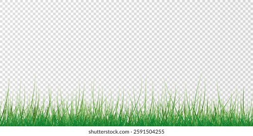 Green Grass border isolated on transparent background, vector illustration. Realistic green seamless grass,lawn. 