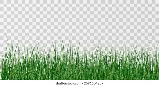 Green Grass border isolated on transparent background, vector illustration. Realistic green seamless grass,lawn. 