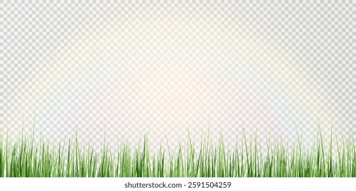 Green Grass border isolated on transparent background, vector illustration. Realistic green seamless grass,lawn. 