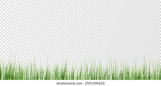 Green Grass border isolated on transparent background, vector illustration. Realistic green seamless grass,lawn. 