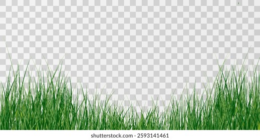 Green Grass border isolated on transparent background, vector illustration. Realistic green seamless grass,lawn. 