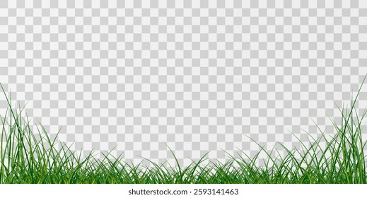 Green Grass border isolated on transparent background, vector illustration. Realistic green seamless grass,lawn. 