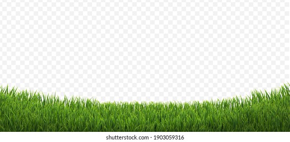 Green Grass Border Isolated Transparent Background With Gradient Mesh, Vector Illustration