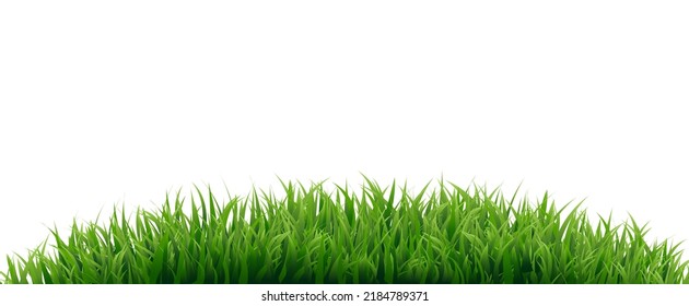 Green Grass Border Isolated White Background With Gradient Mash, Vector Illustration